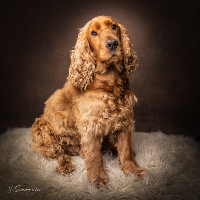 portrait avec animal Barr portrait