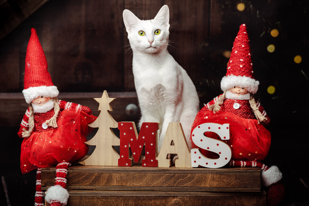 photographe barr portrait