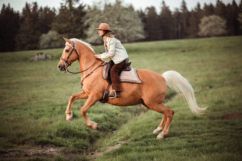 photographe équestre alsace chevaux