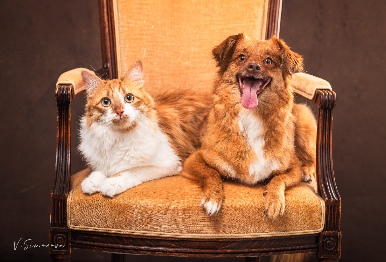 photographe animaux de compagnie strasbourg