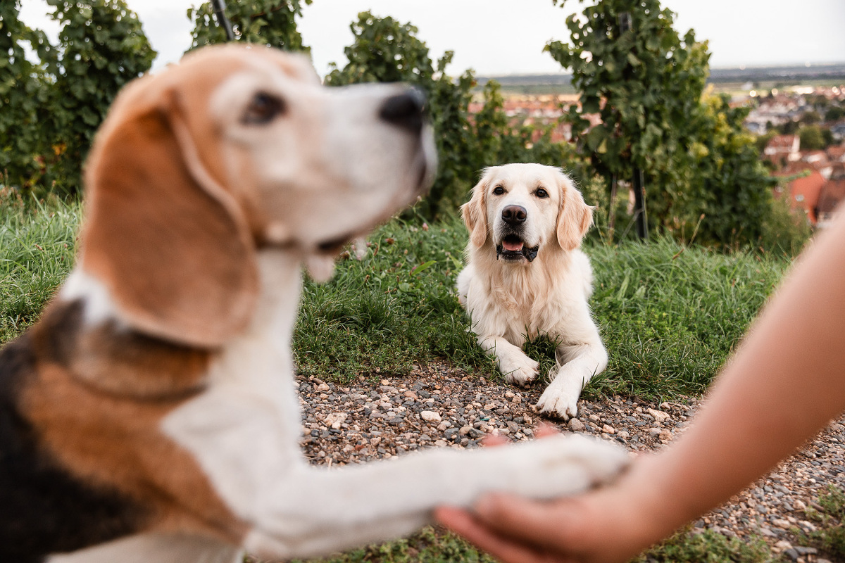 photographe canin chien animal alsace