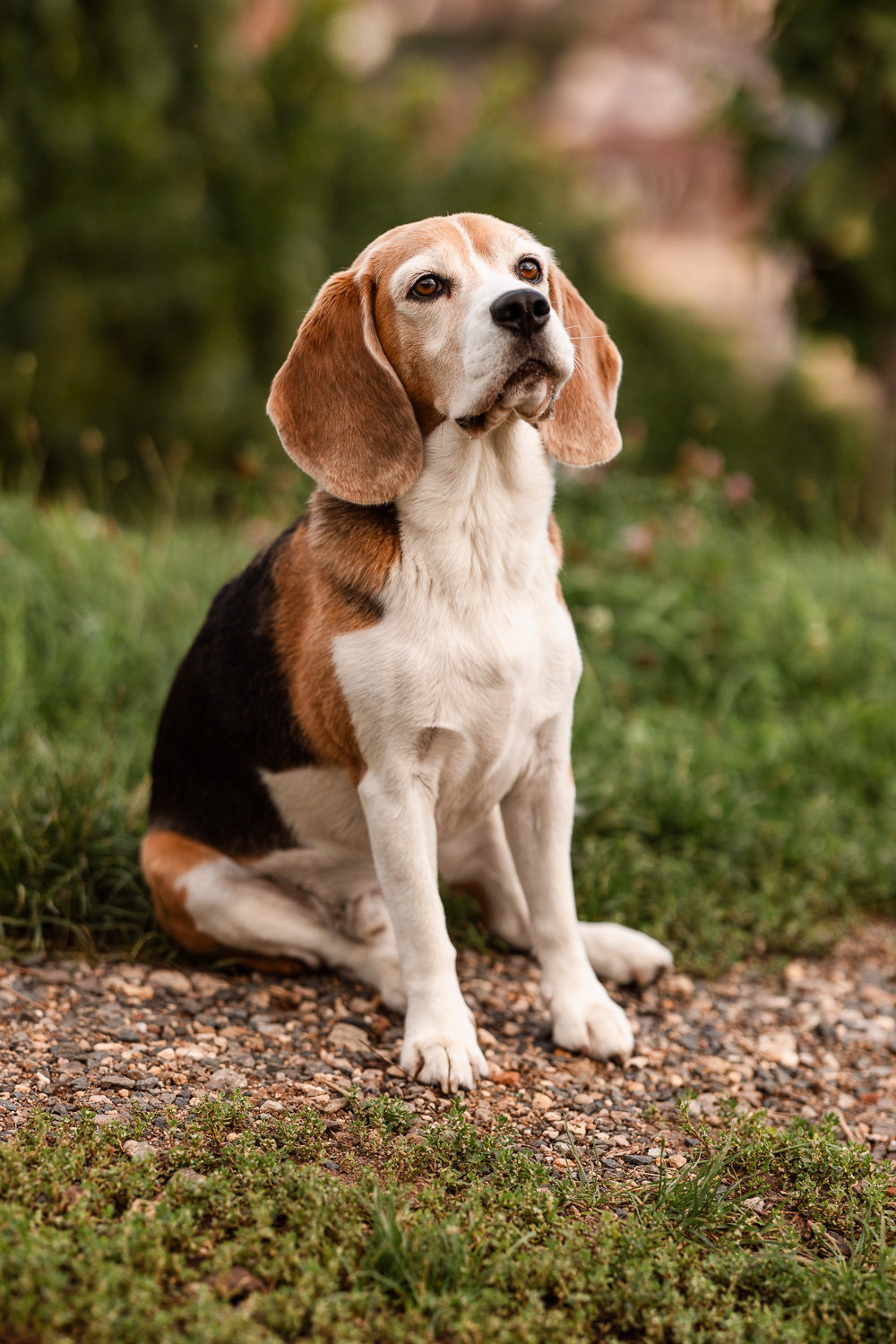 photographe canin chien animal alsace