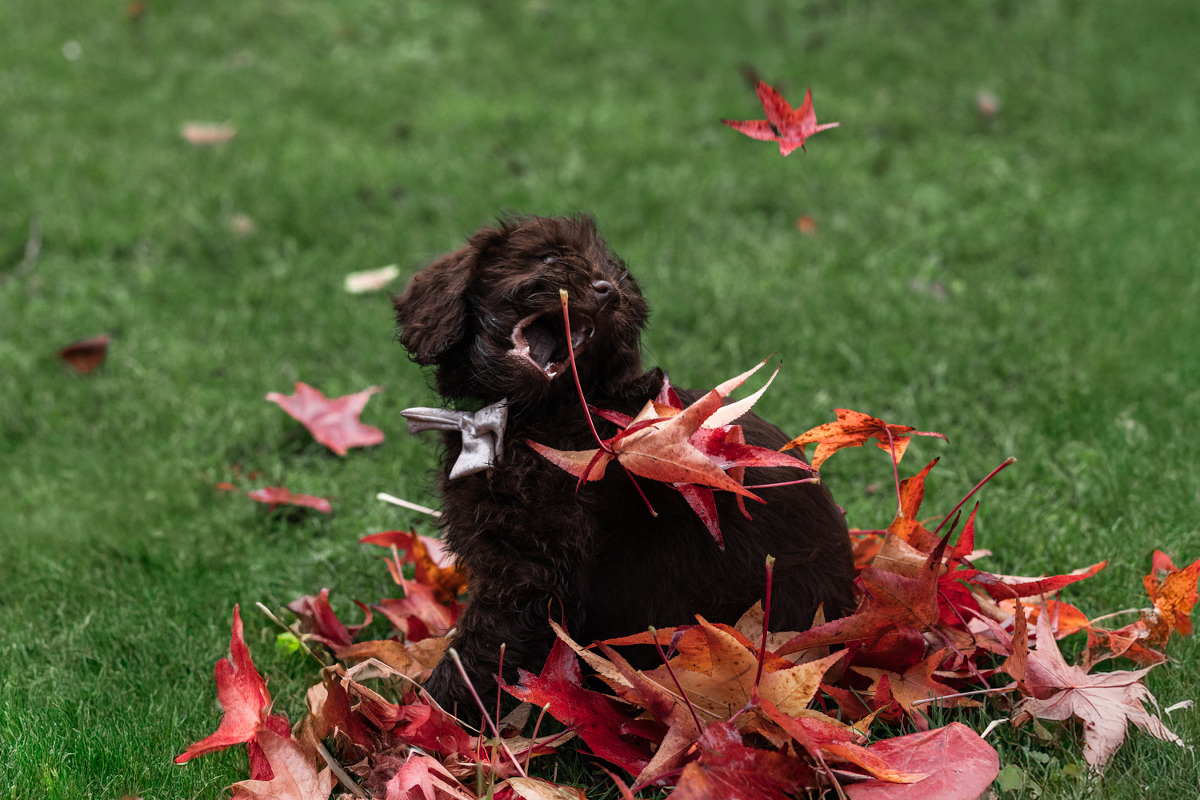 seance photo chien exterieur canin alsace Strasbourg Obernai