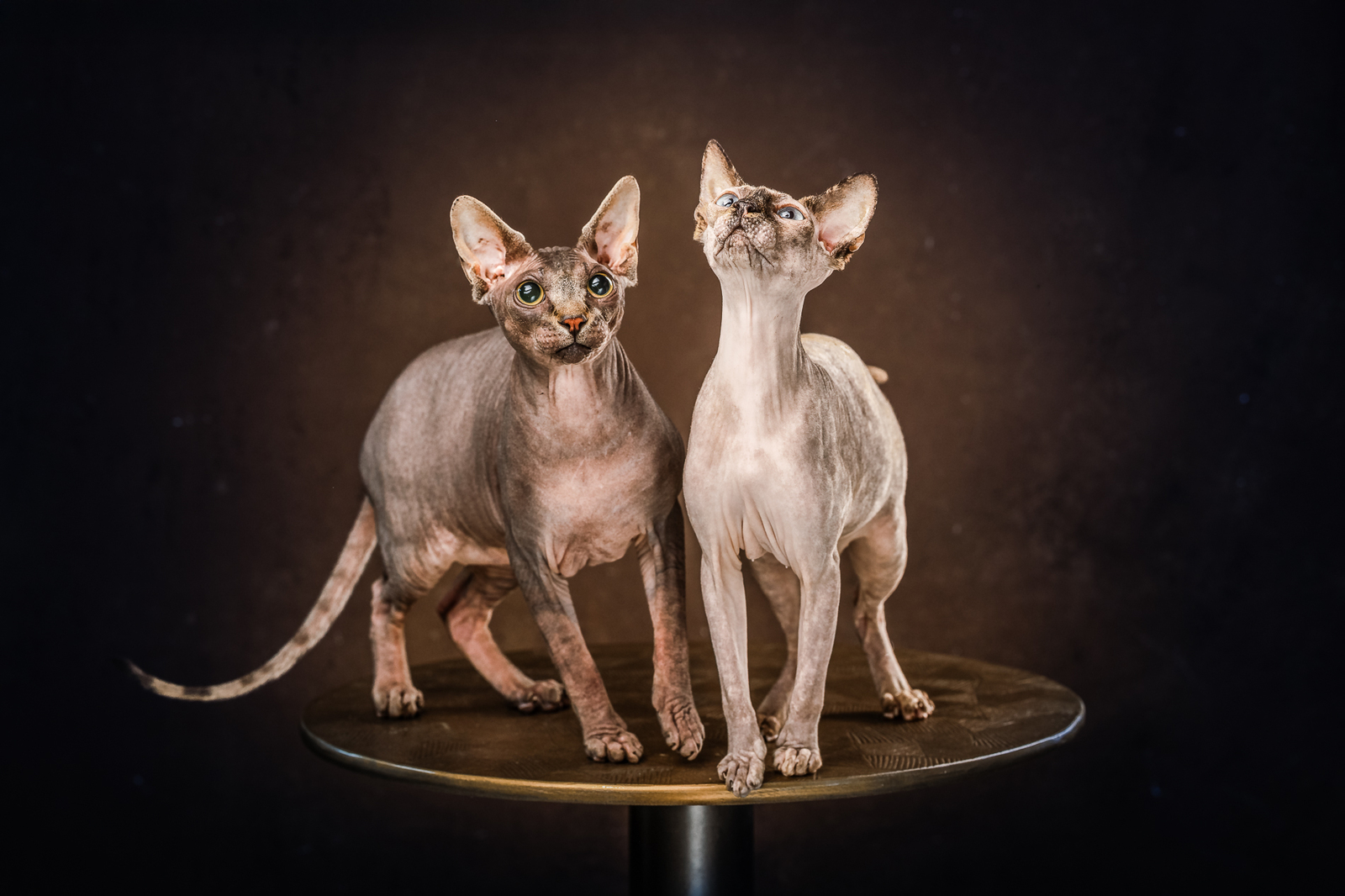 chats sphynx photographe